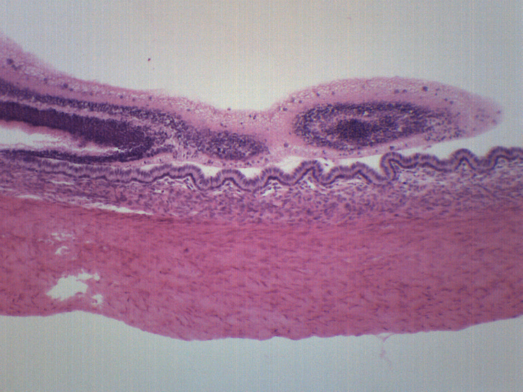 Mammalian Retina and Tapetum H&E-Stained Prepared Microscope Slide