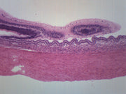 Mammalian Retina and Tapetum H&E-Stained Prepared Microscope Slide