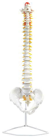 Life-Size Flexible Human Spine Anatomical Model, 31.5 inch