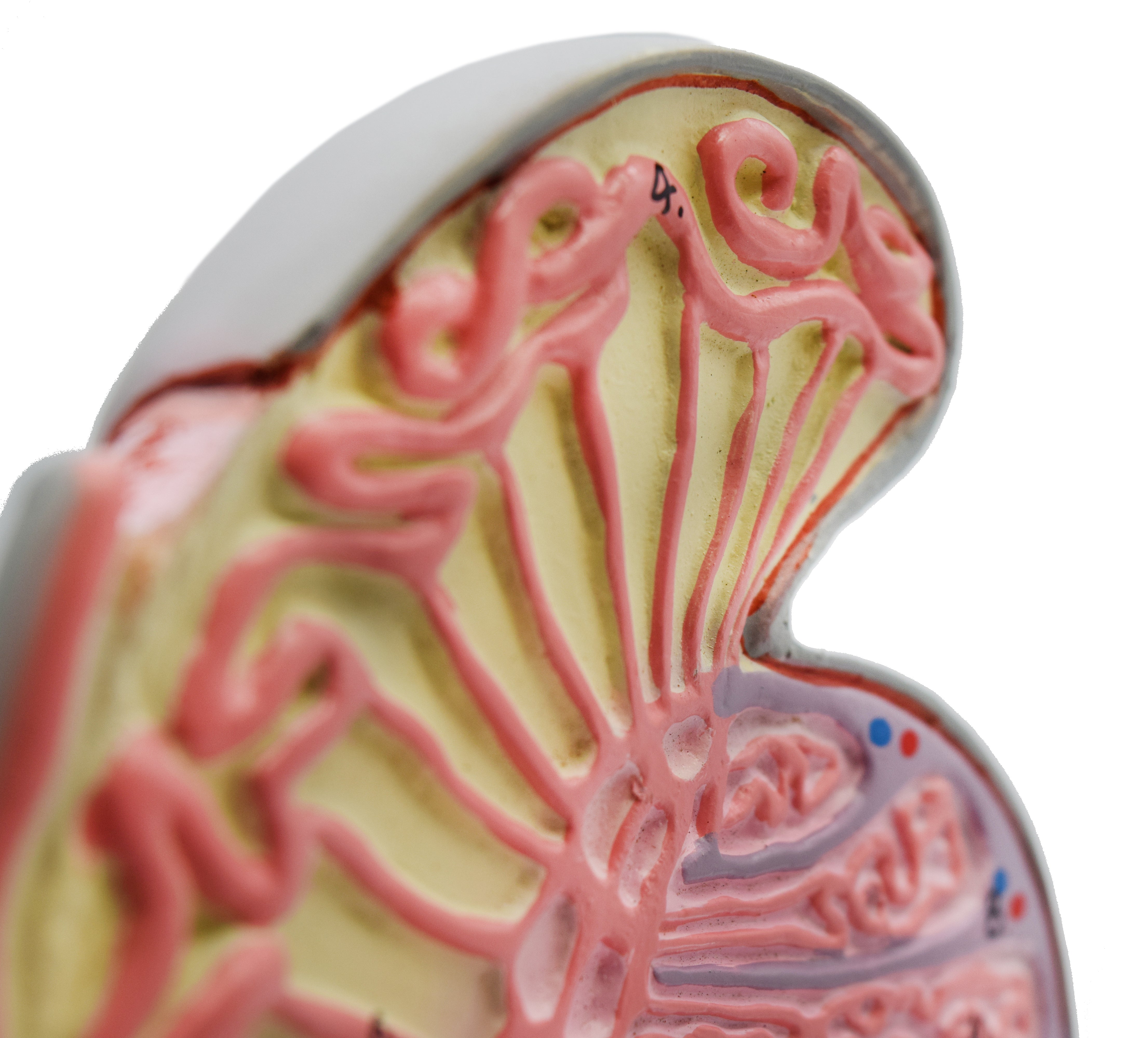 Human Testicle Model, 9" on Stand