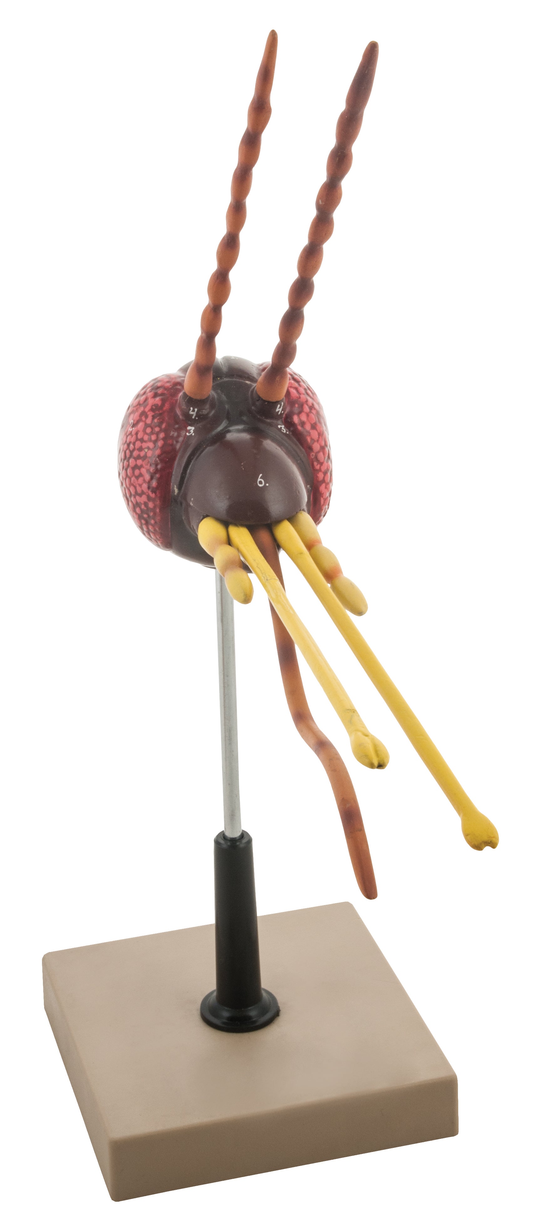 Mosquito Head Anatomical Model