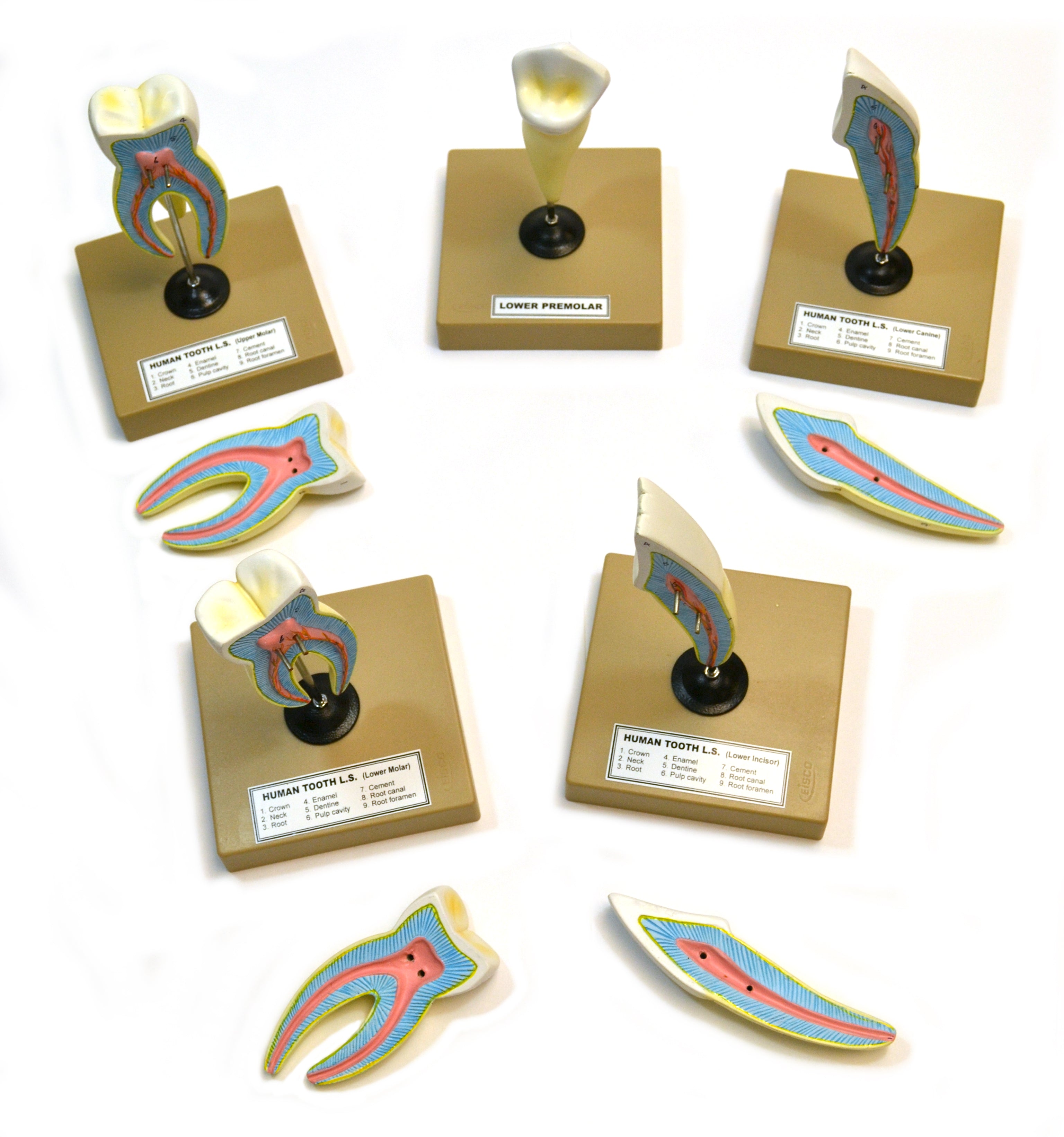 5-Piece Human Teeth Model Set