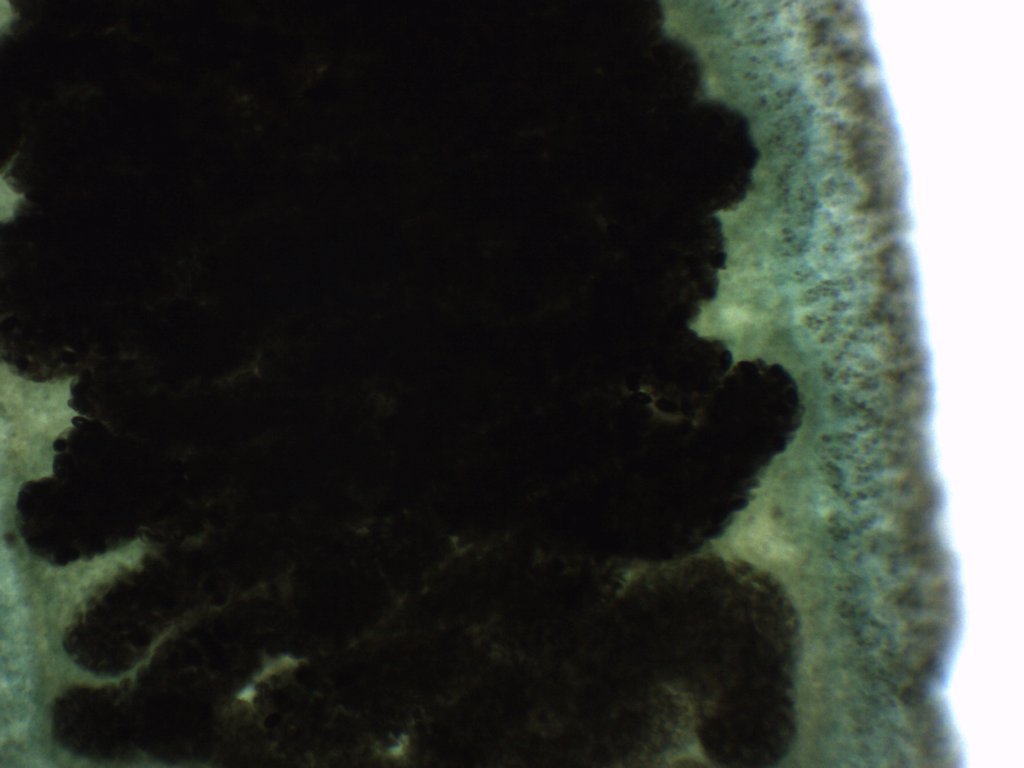Fasciola Hepatica Wholemount Prepared Microscope Slide