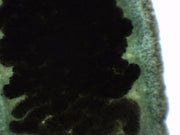 Fasciola Hepatica Wholemount Prepared Microscope Slide