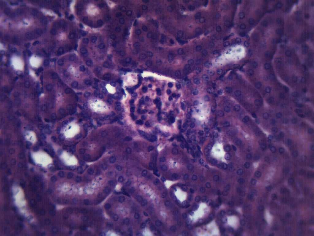 Kidney Longitudinal Section Prepared Microscope Slide