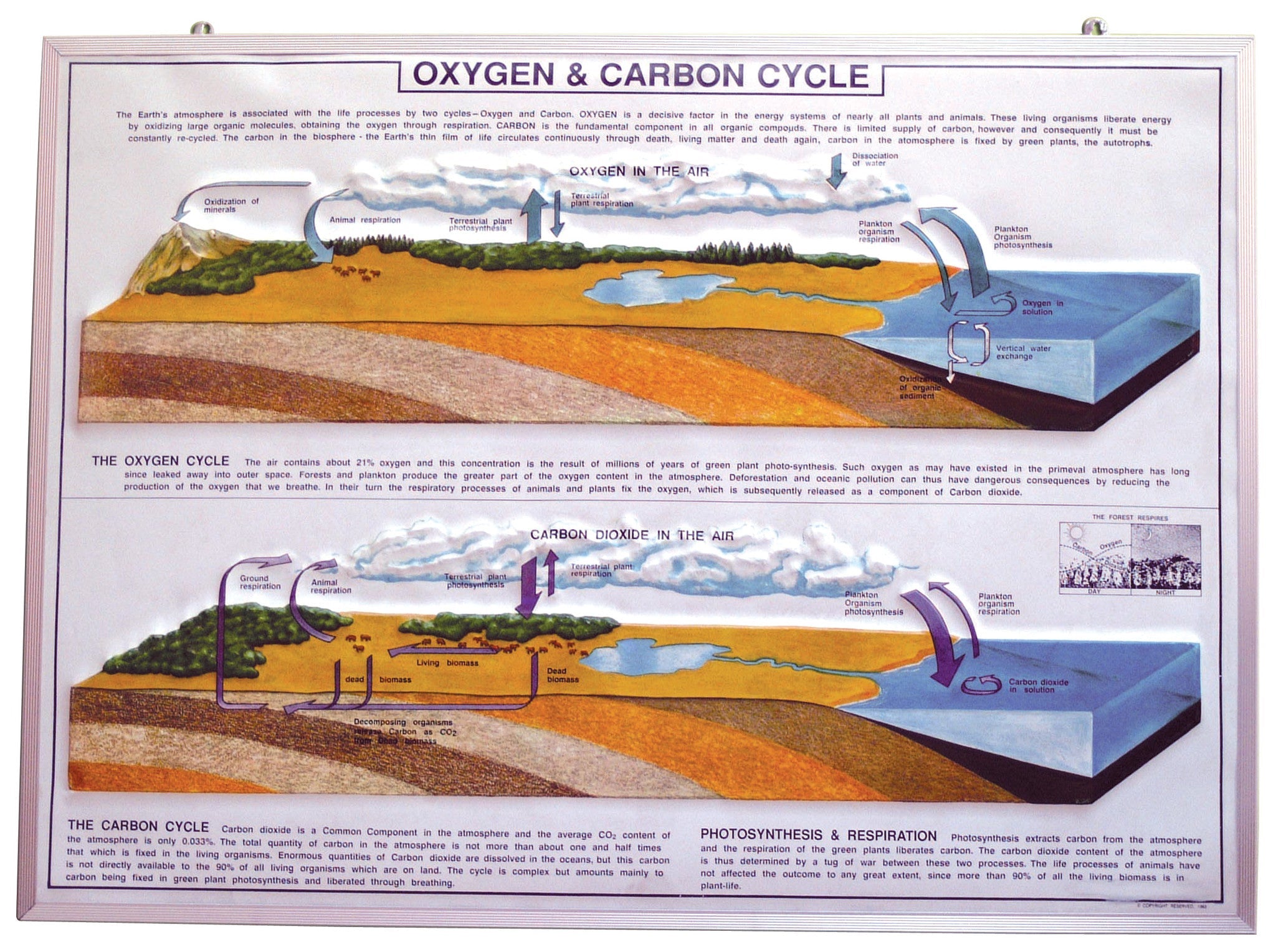 Oxygen and Carbon Cycle Teaching Model