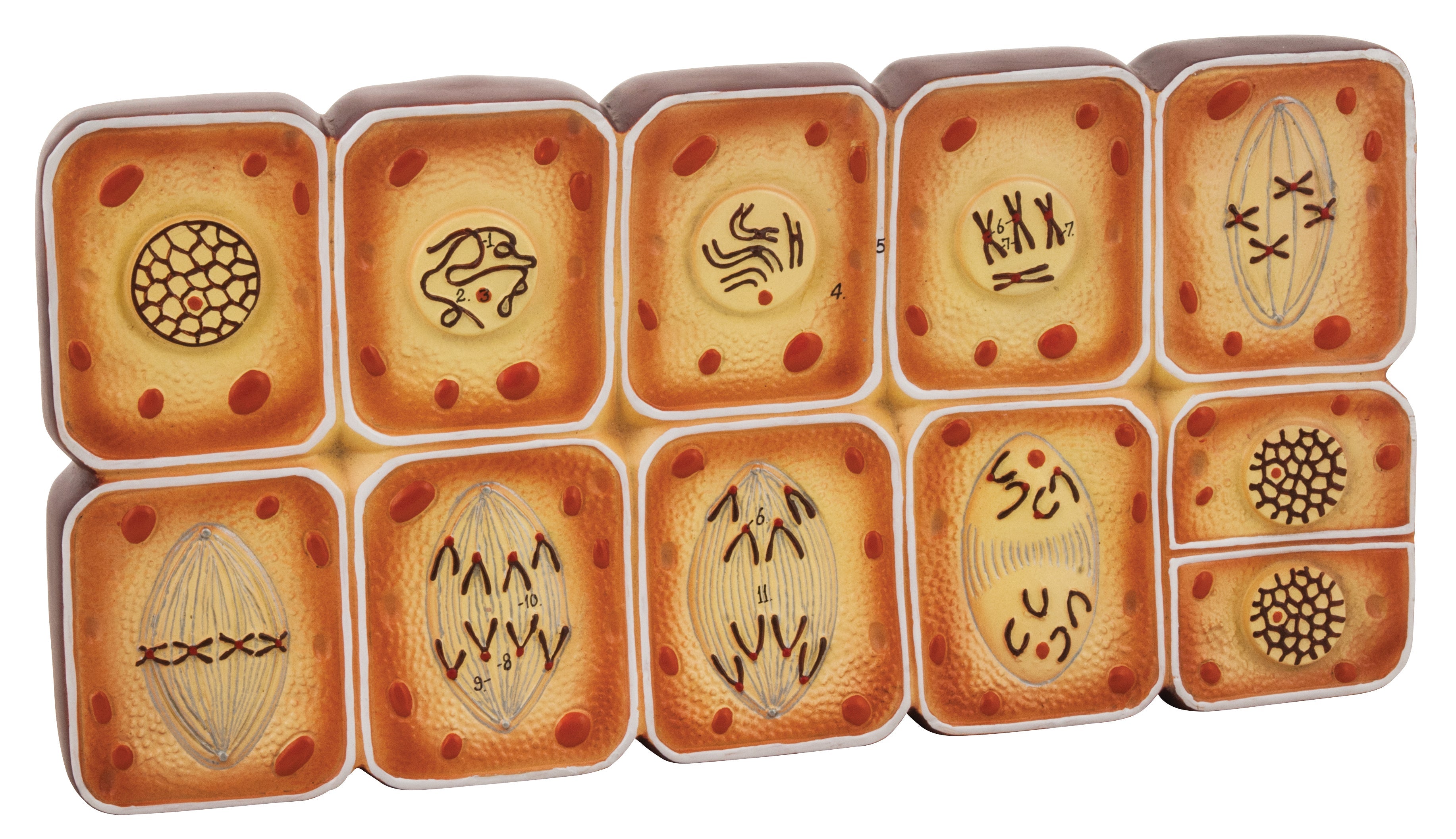 Cell Division Mitosis Anatomical Model