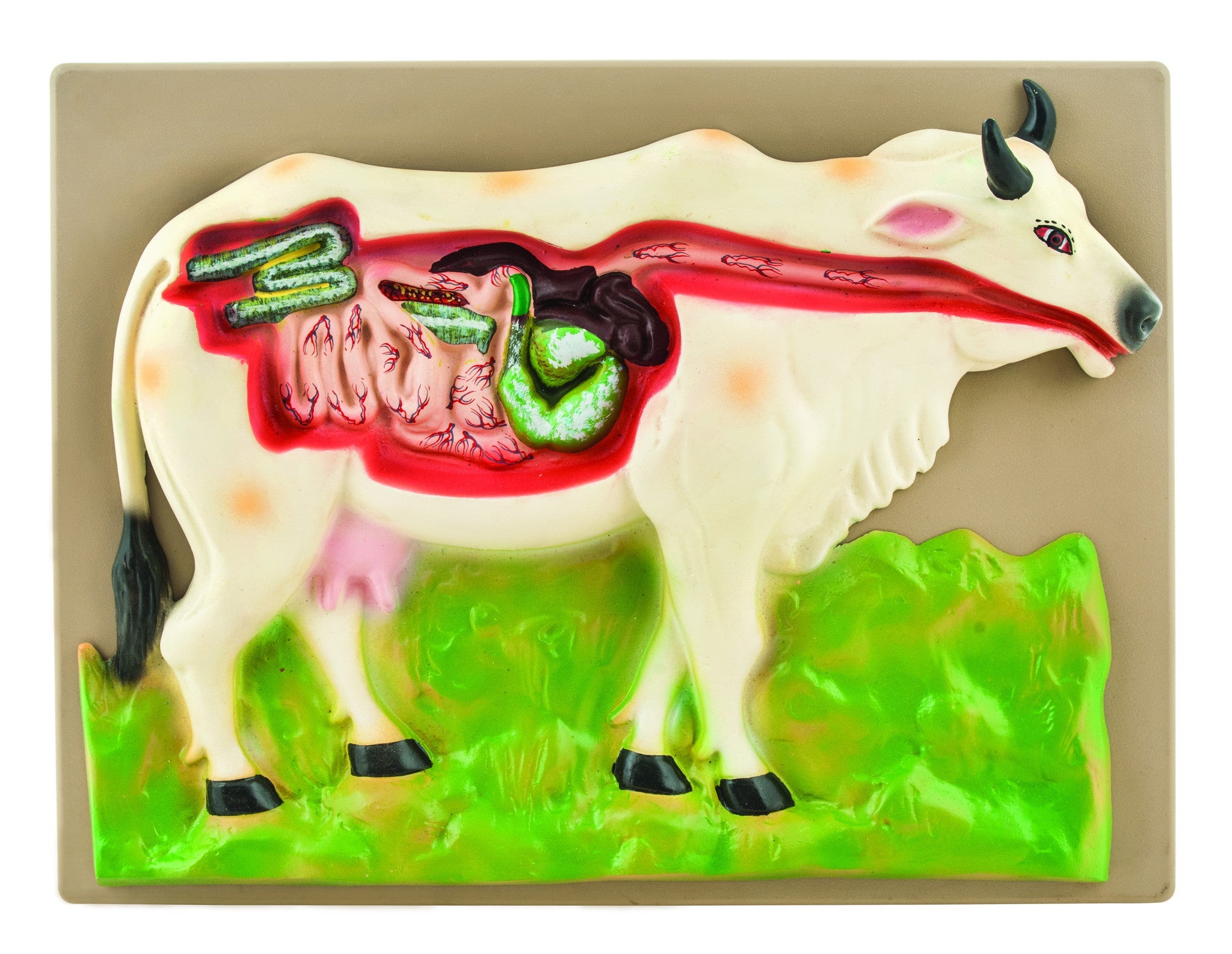 Cow Digestive System Anatomical Model