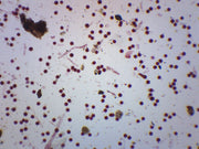 Dicot Pollens Whole Mount Prepared Microscope Slide