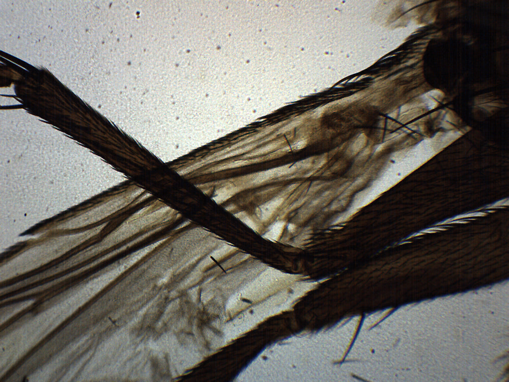 Musca Domestica Wholemount Prepared Microscope Slide