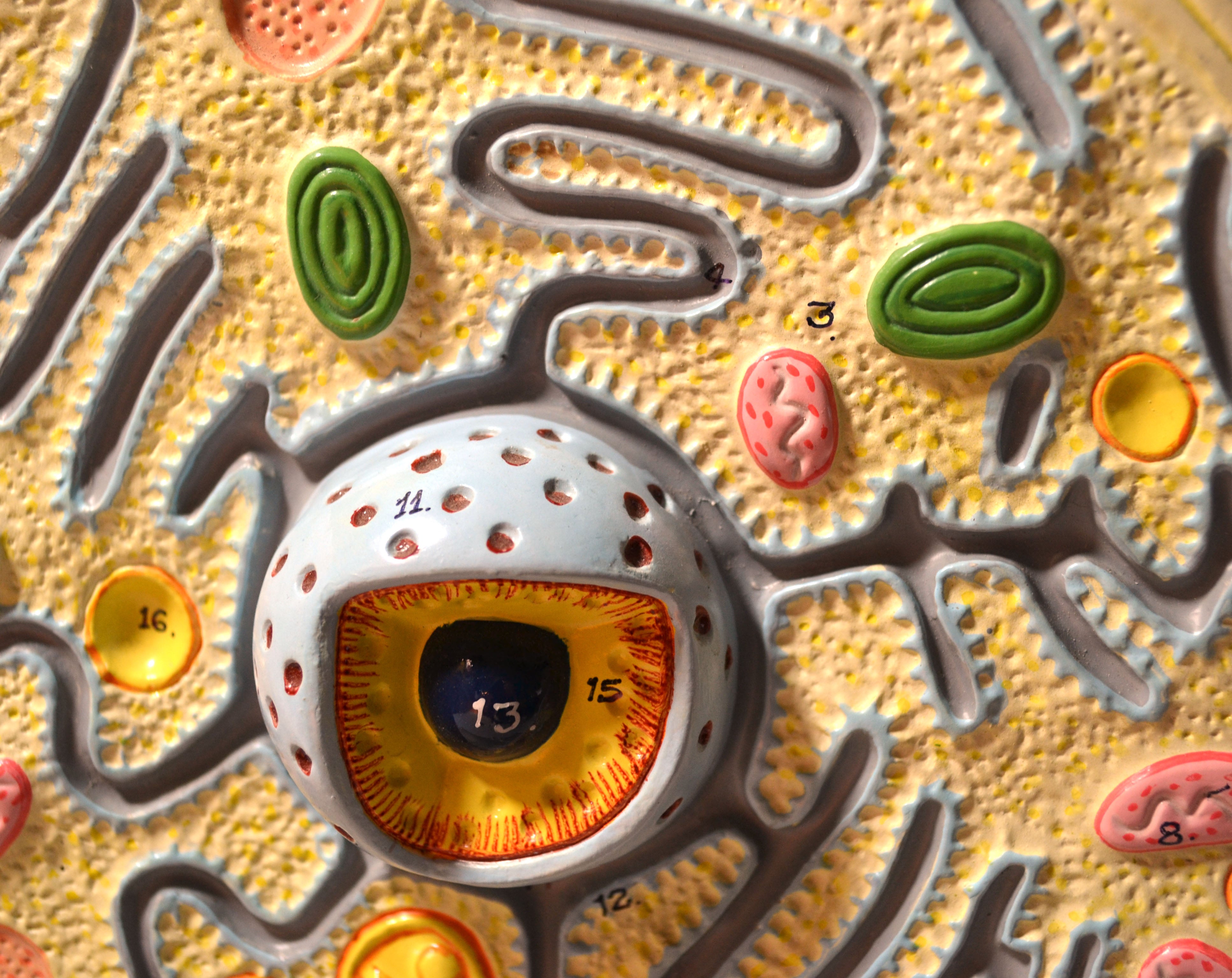 Plant Cell Model with Electron Microscope Detail, 8 x 10" on Base