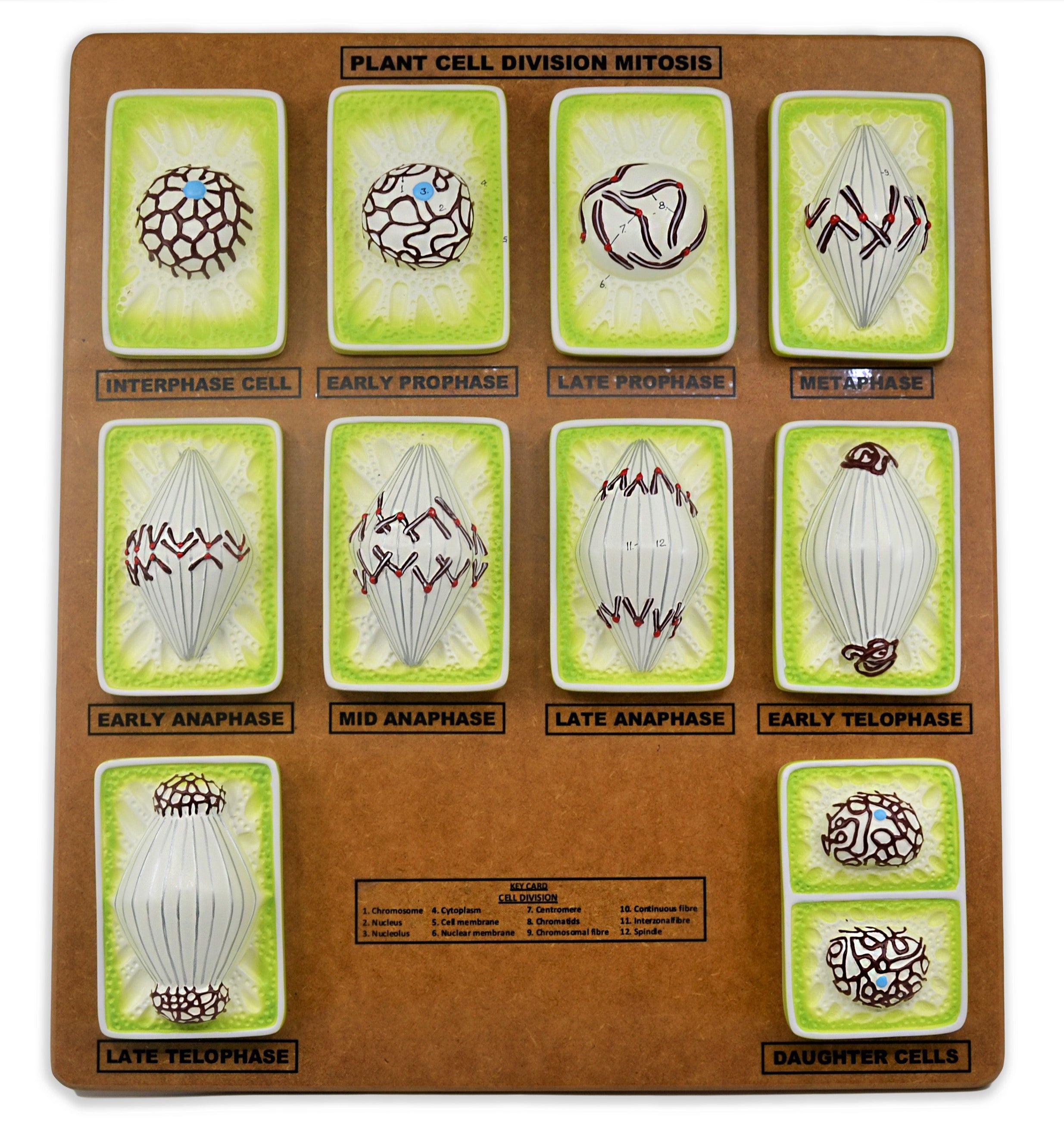 3D Simplified Plant Mitosis Model, 18", Hand-Painted