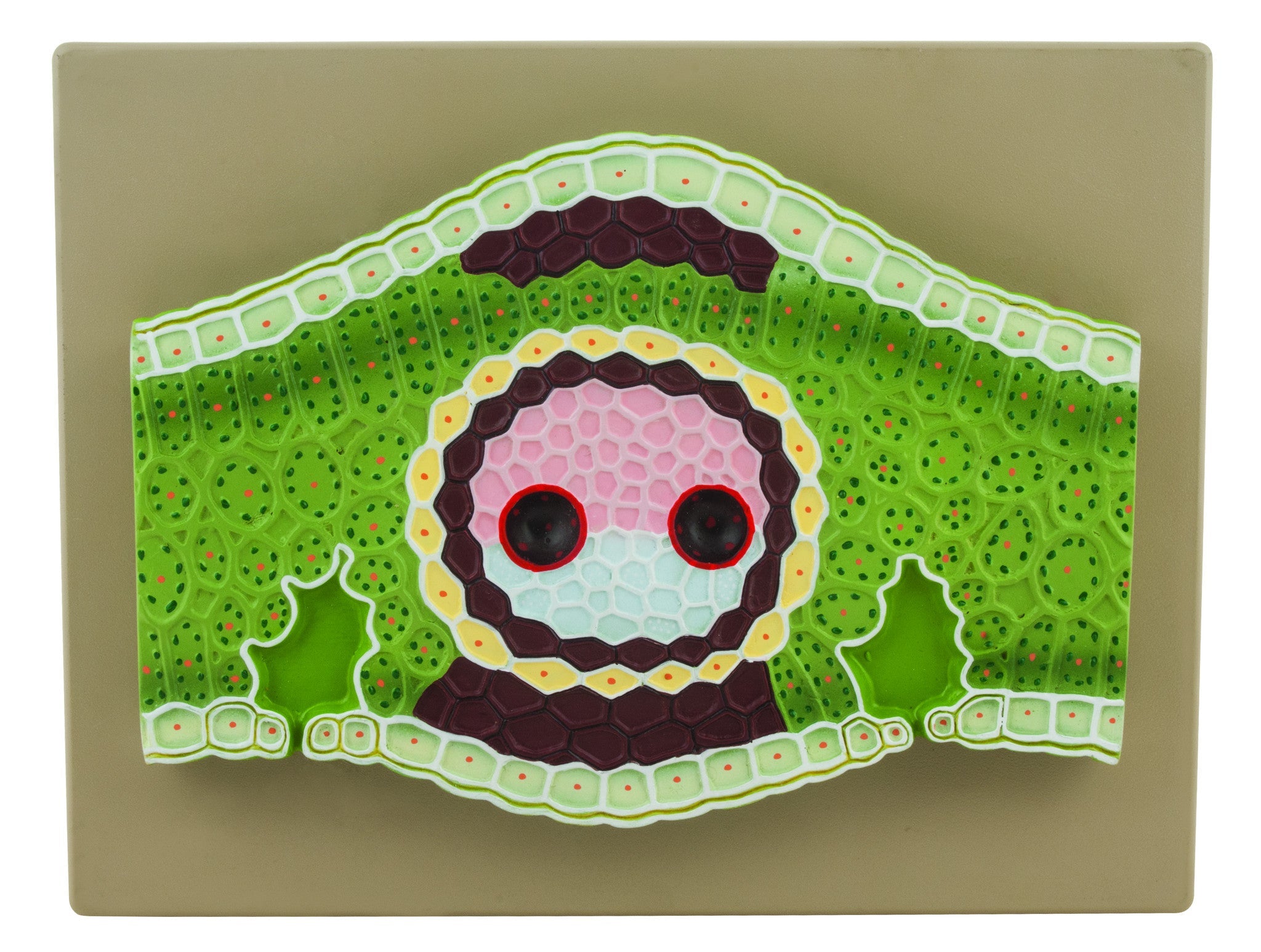 300X Monocot Leaf Vertical Section Model, 13 x 10"