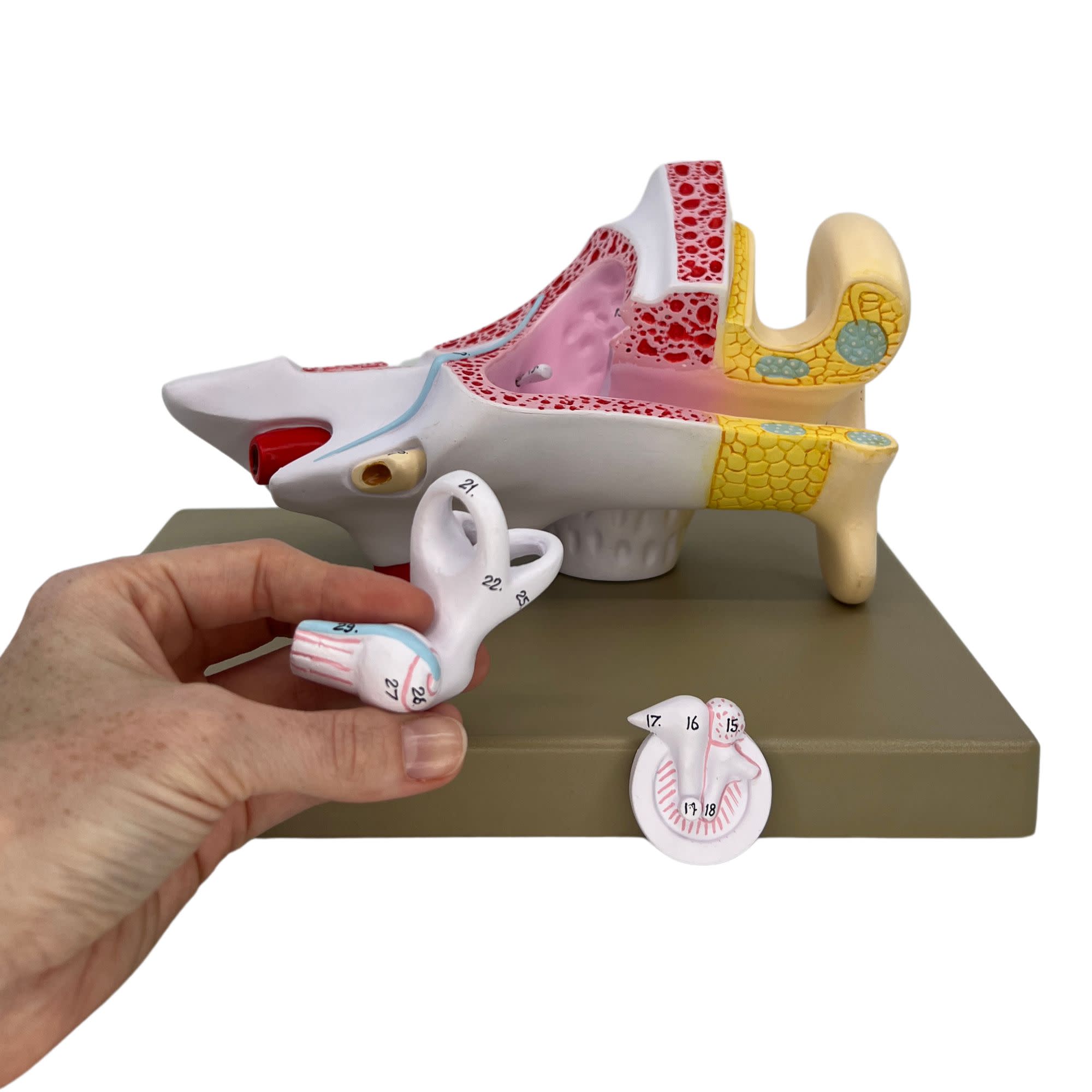 3-Part Human Ear Model, 3X Enlarged, 29 Features