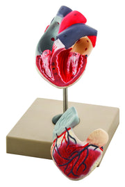 2-Part Human Heart Model