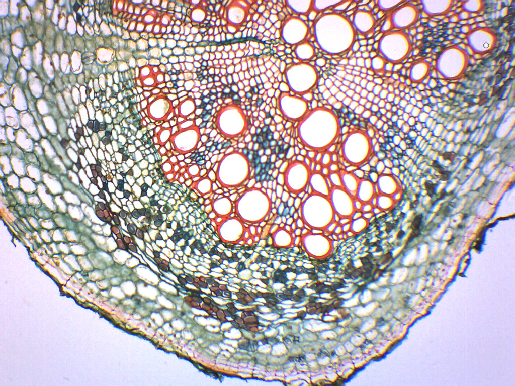 Legume Root Nodule Prepared Microscope Slide