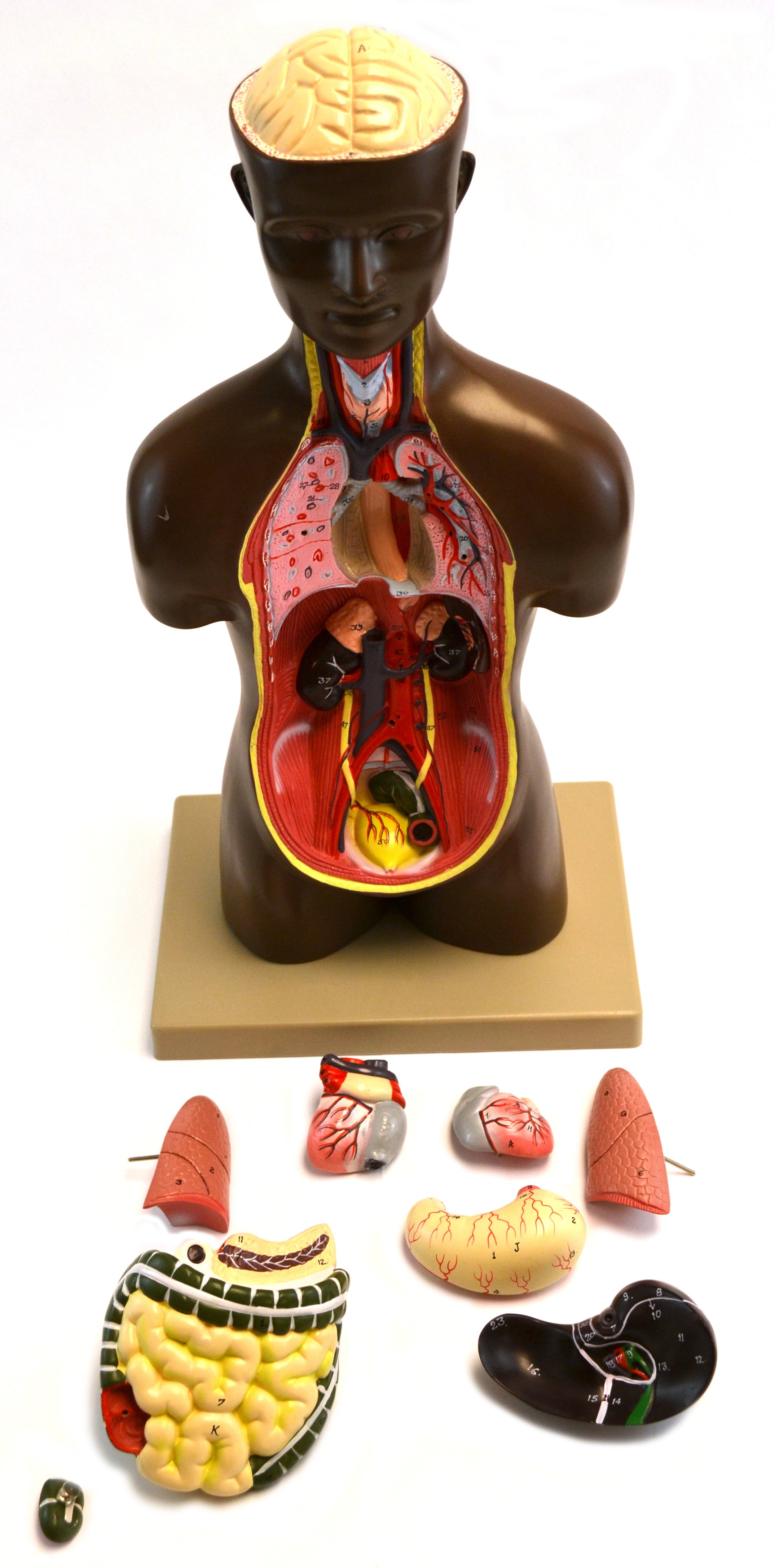 Half-Size Human Torso Model with Dark Complexion, 20" Tall