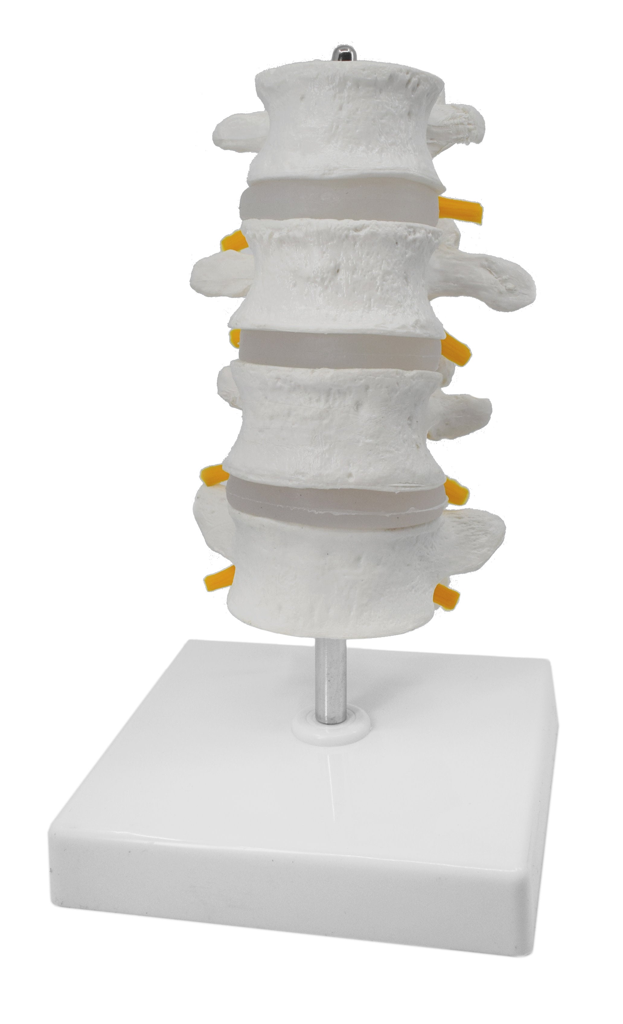 4 Lumbar Vertebrae Model with Nerve Branches, 7.25"