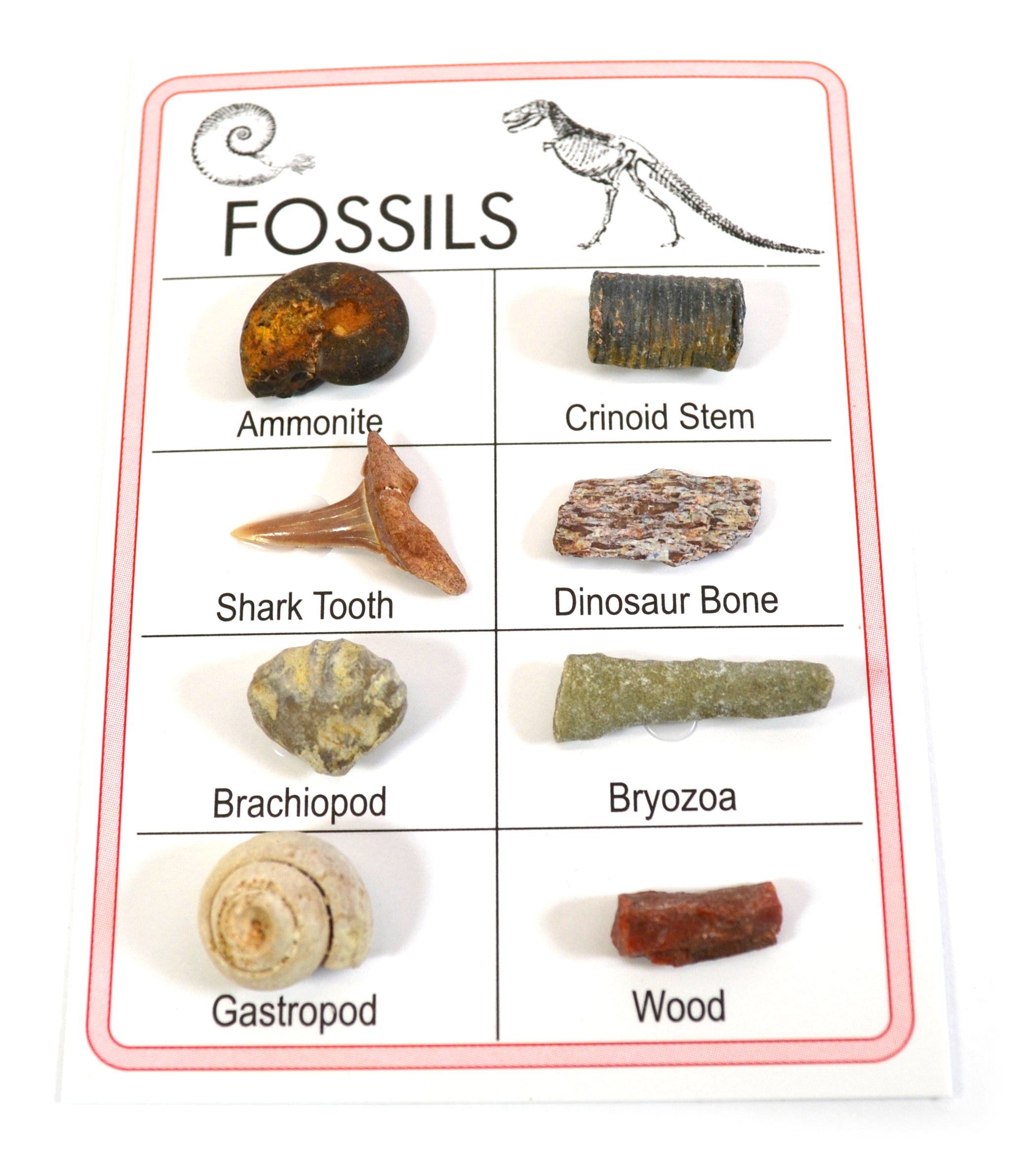 Pocket Reference Fossil Card with 8 Identified Specimens, 1cm Each