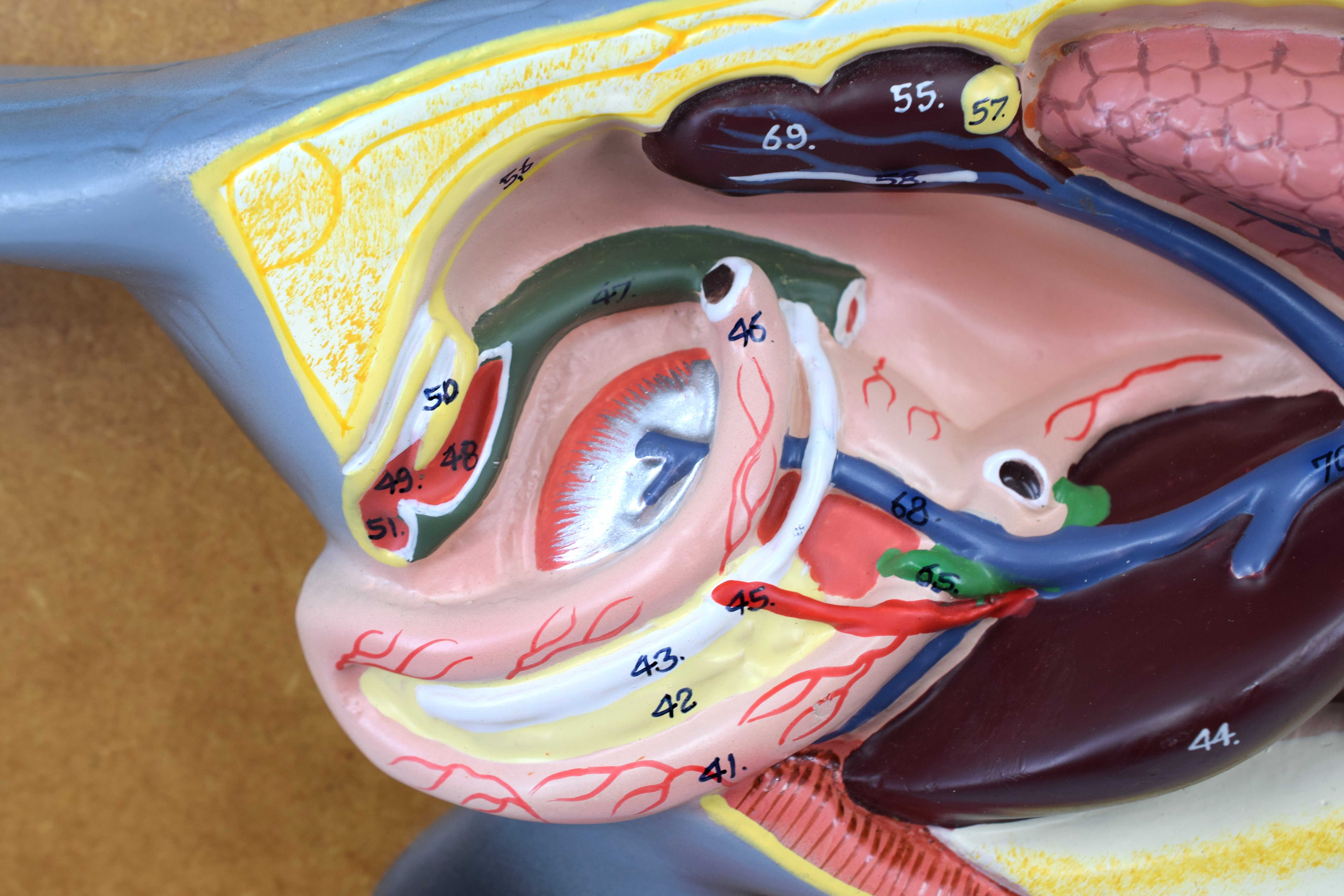 Hand-Painted Pigeon Dissection Anatomical Model on Base, 18 inch