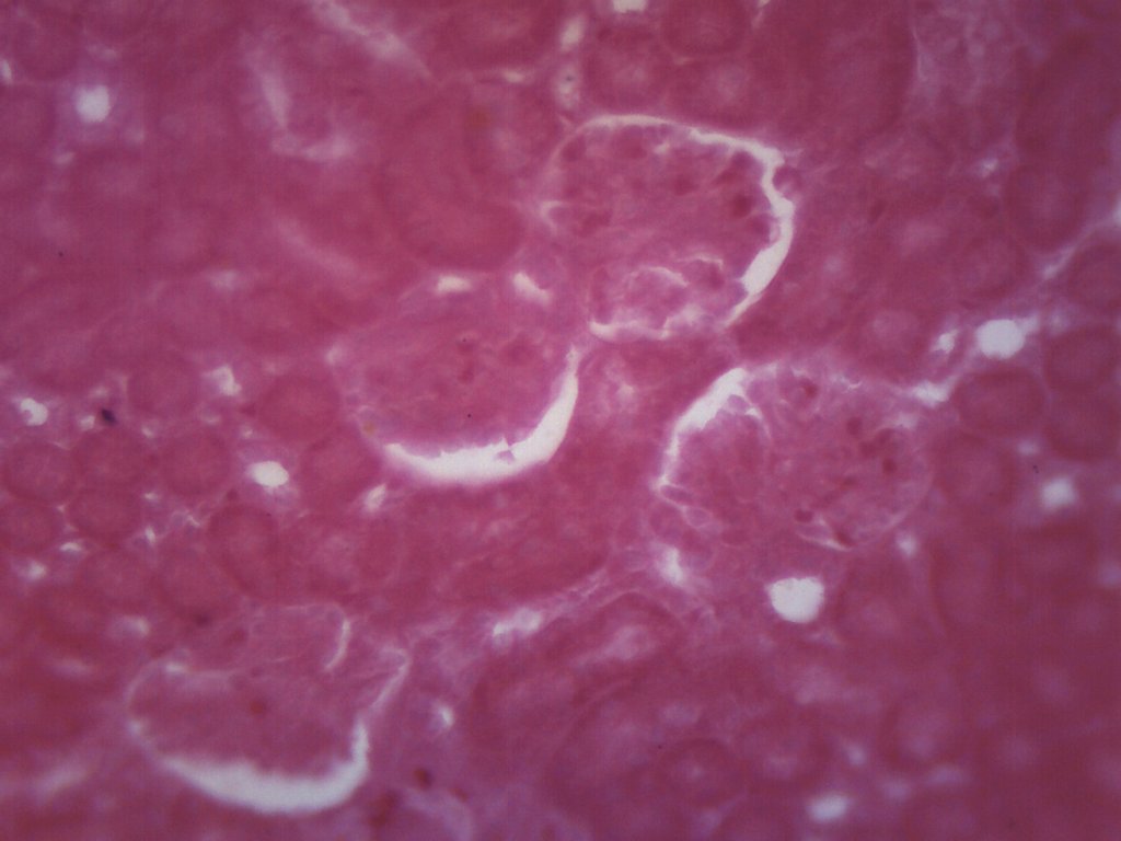 Cat Kidney Prepared Microscope Slide