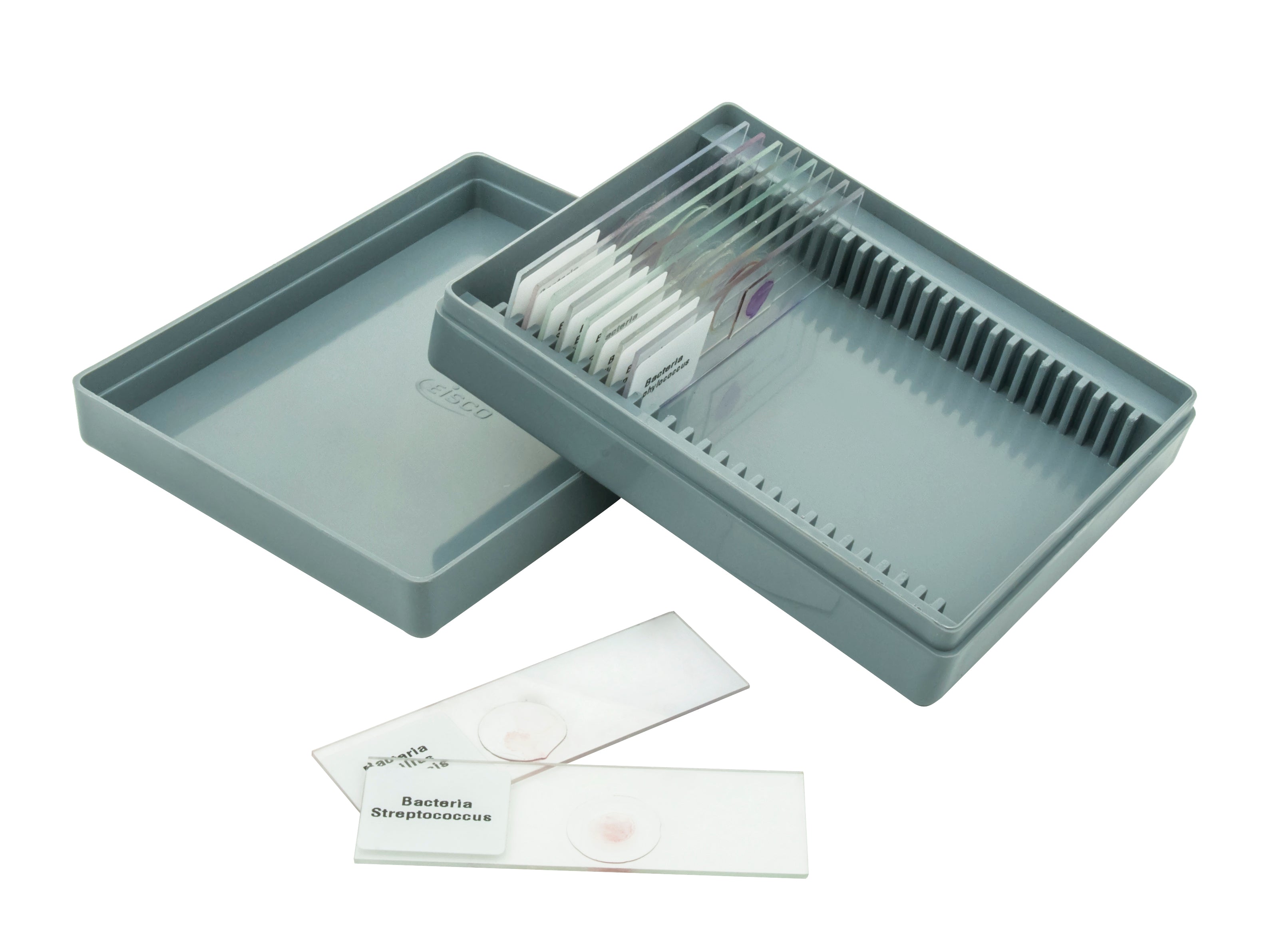 Basic Morphology No. XII Microscope Slide Set