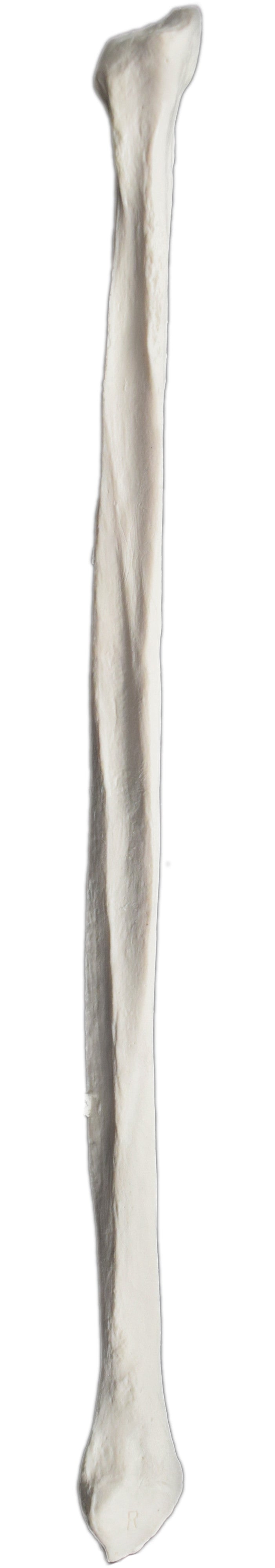 Right Fibula Bone Model