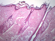 Hair Follicle Prepared Microscope Slide