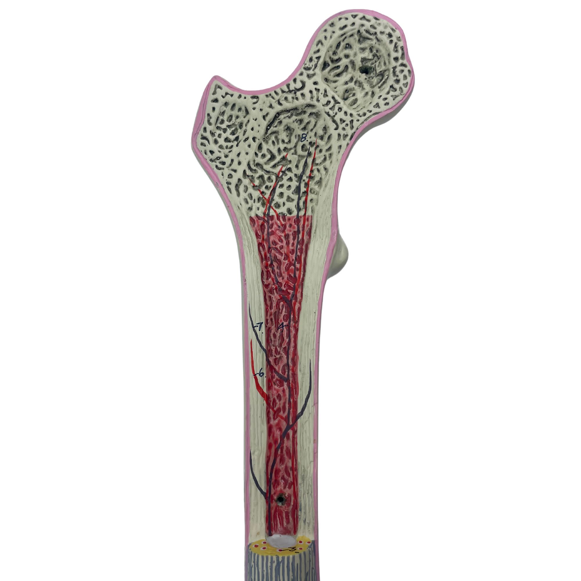 2-Part Human Femur Model with 9 Features