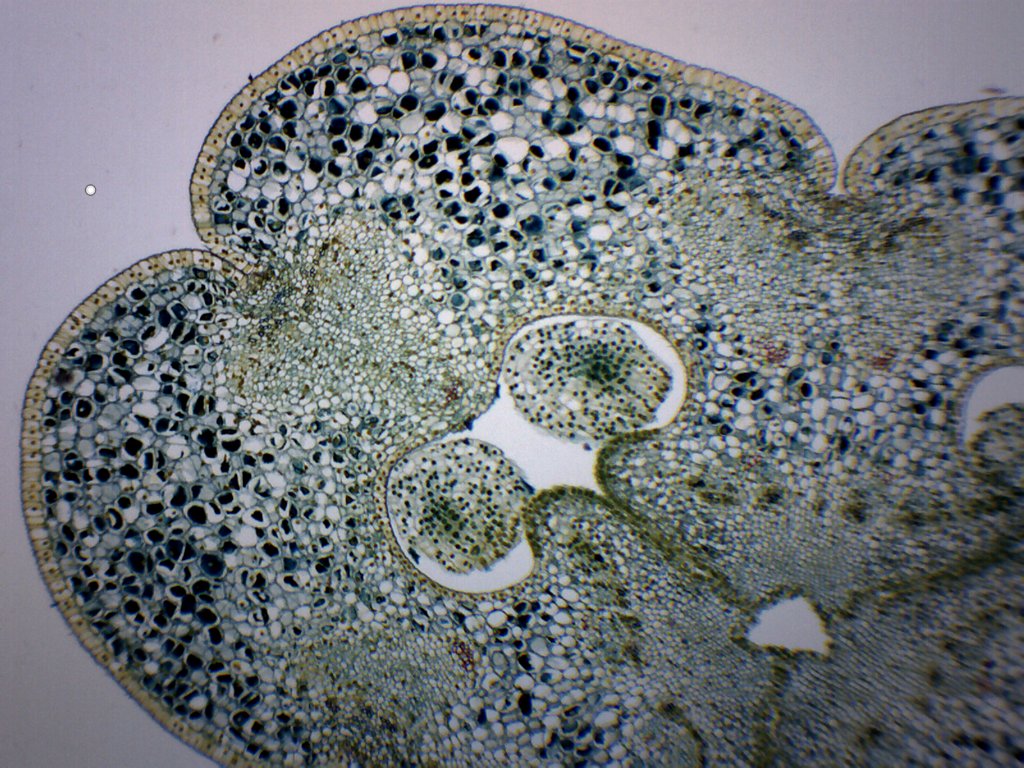 Lilium Ovary Prepared Microscope Slide
