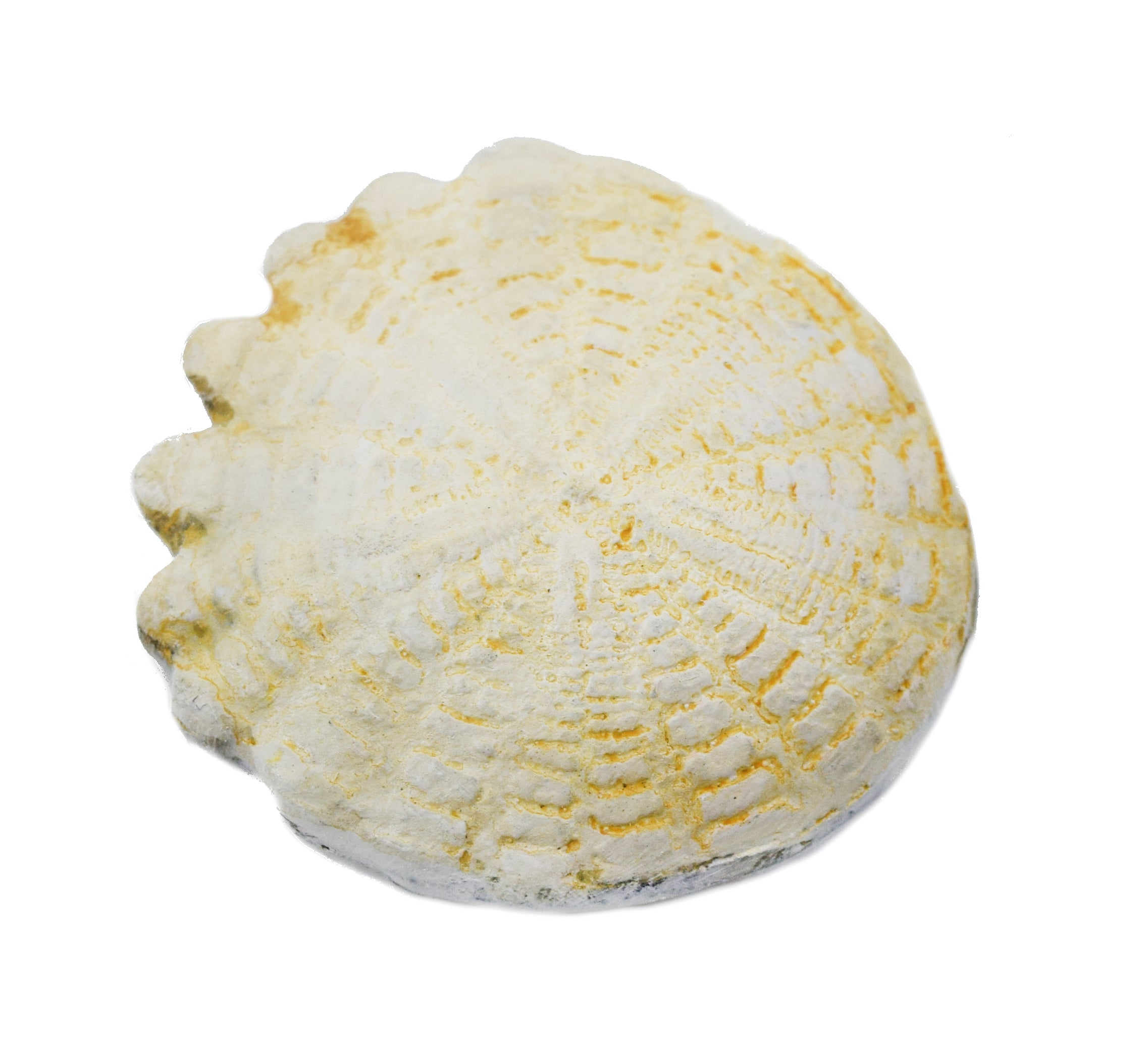 Mesozoic Hardouinia Echinoderm Fossil Replica, 4cm