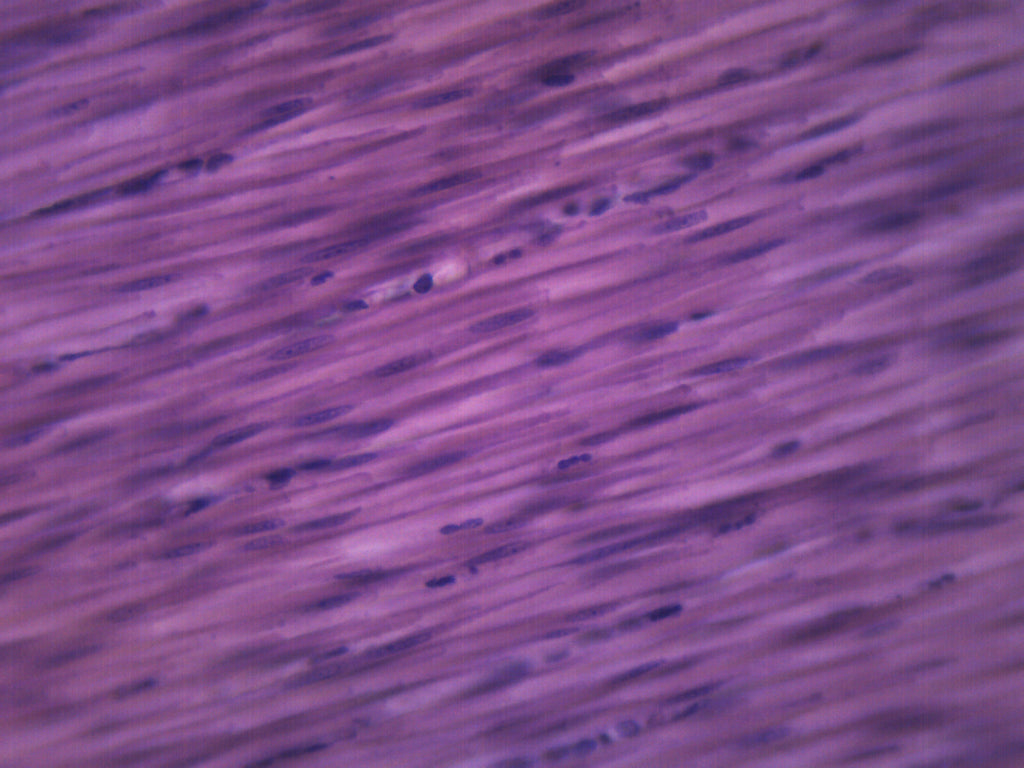 Smooth Muscle (Mammal) Longitudinal Section Prepared Microscope Slide
