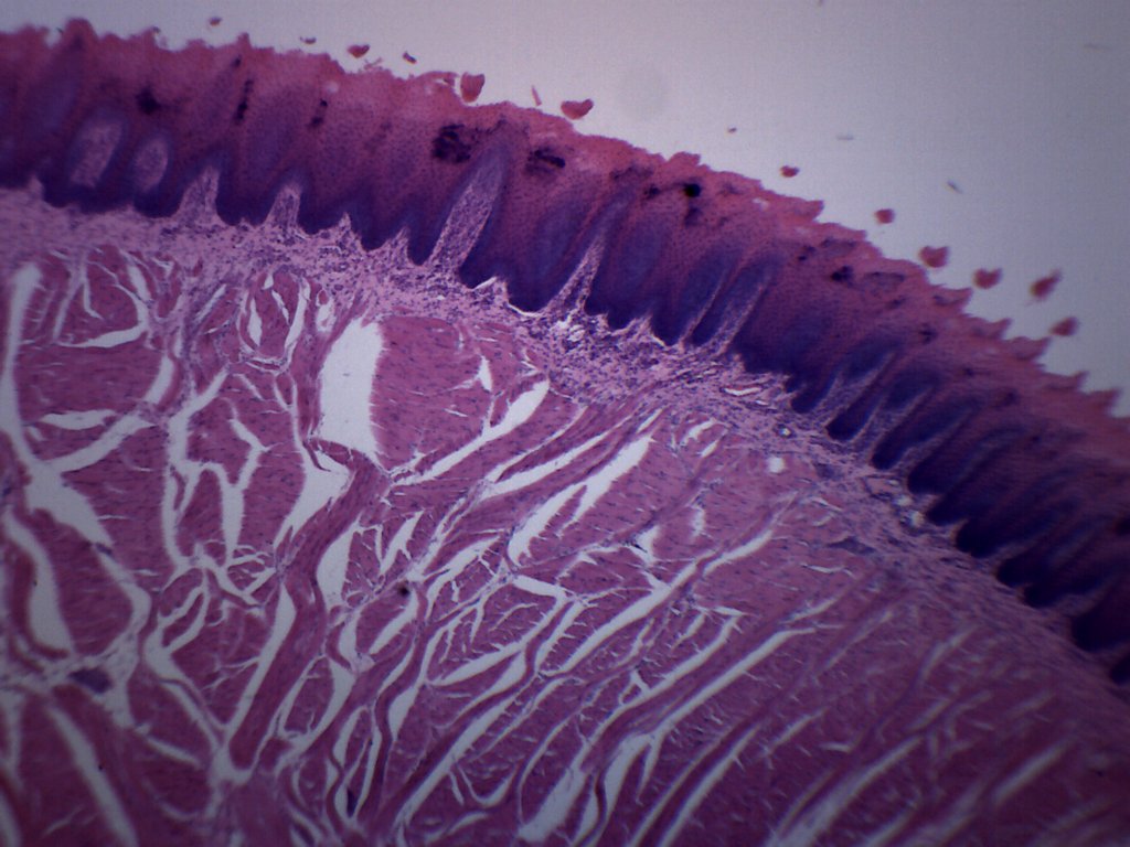 Mammal Foliate Papillae Section Prepared Microscope Slide