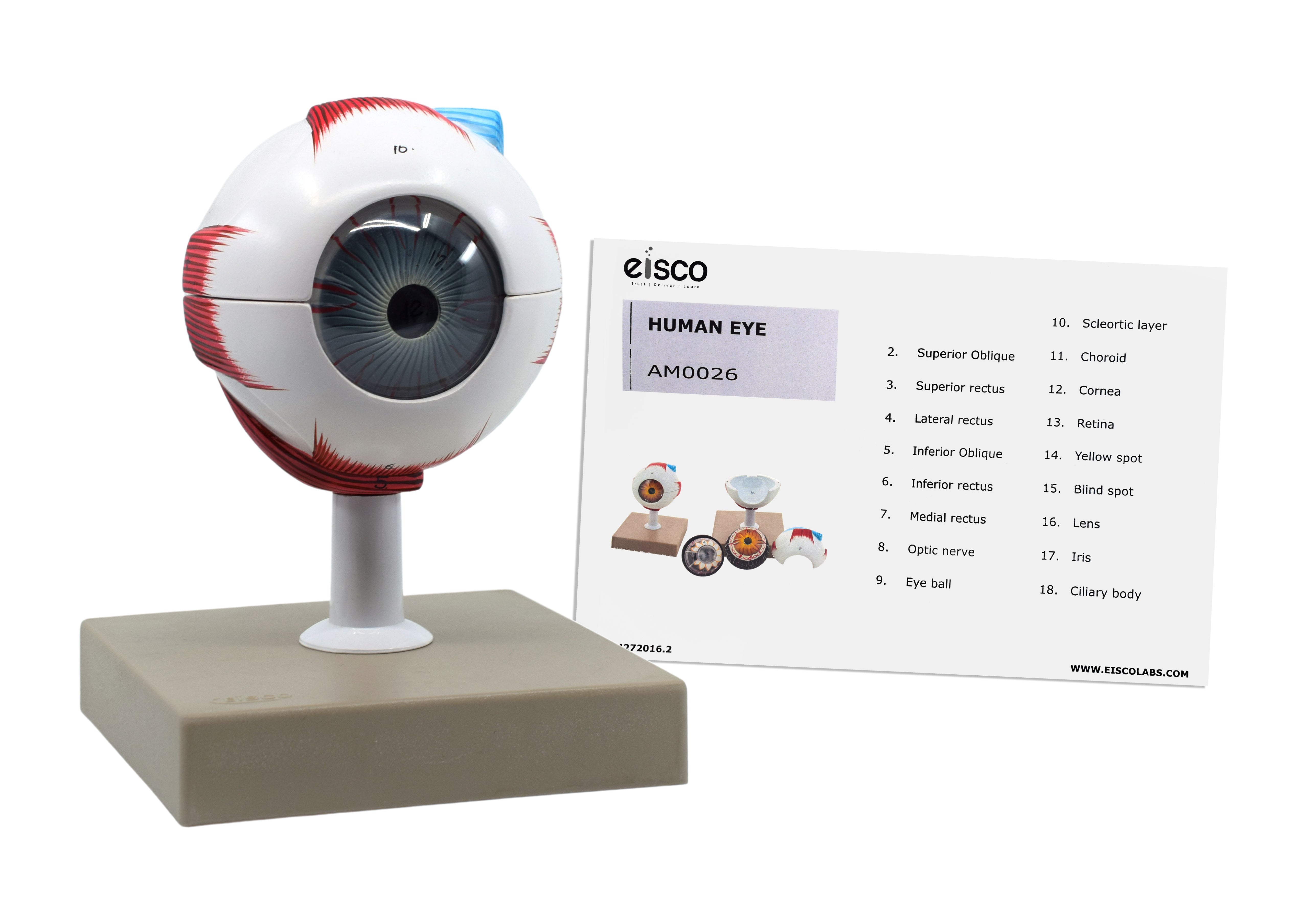 7-Part Human Eye Model, 3X Enlarged