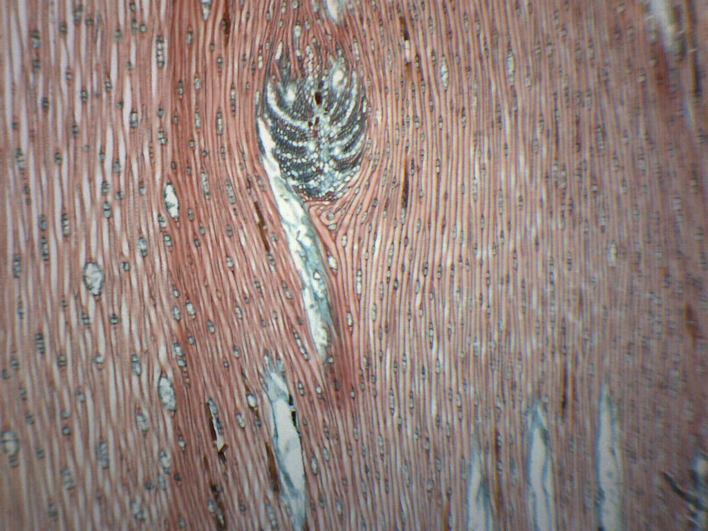 Pine Xylem and Tracheids Longitudinal Section Prepared Microscope Slide