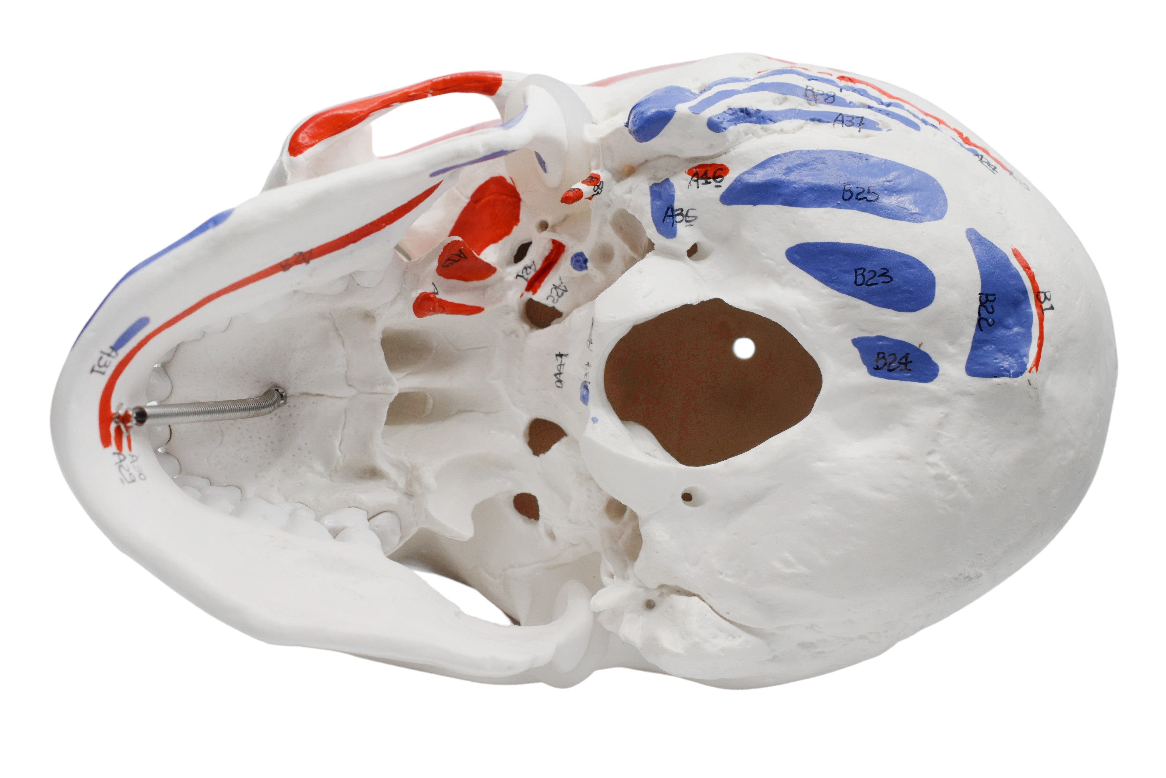 Didactic Colored Human Skull Anatomical Model, 3-Part, Life-Size 9 inch