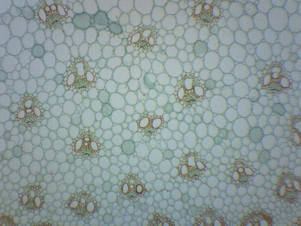 Zea Mays Stem Cross and Longitudinal Section Prepared Microscope Slide