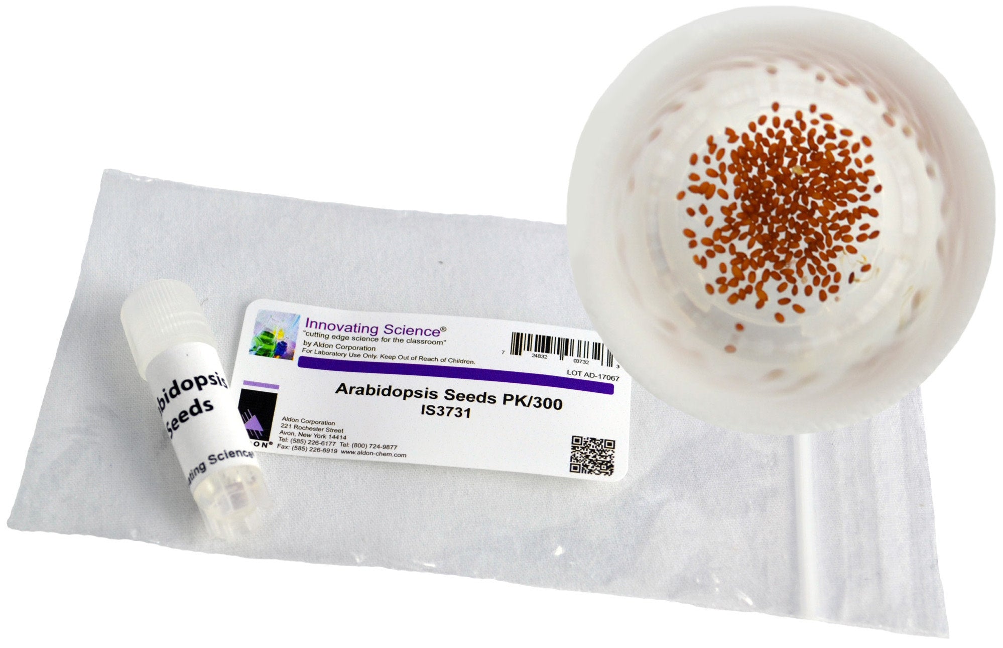 Arabidopsis Thale Cress Seeds, 300-Count Packet