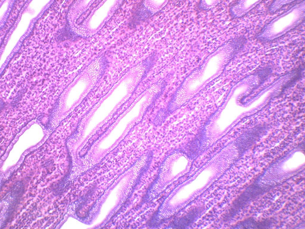 Simple Cuboidal Epithelium (Mammal) Prepared Microscope Slide