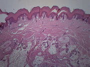Human Skin Cross-Section Prepared Microscope Slide