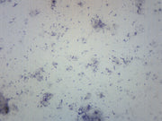 Bacteria from Mouth Prepared Microscope Slide, Alternate