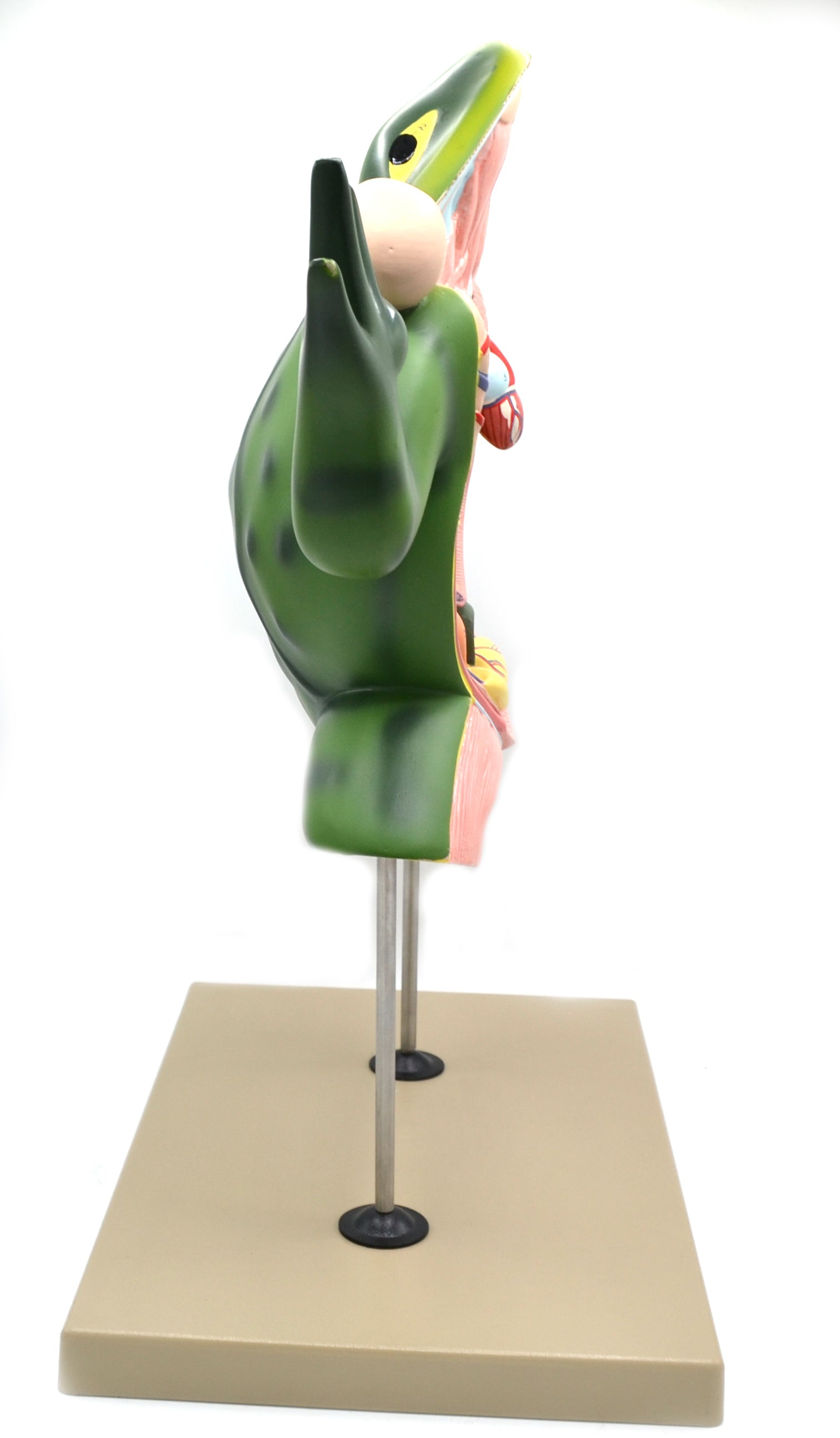 Jumbo 3D Frog Dissection Anatomical Model with Keycard
