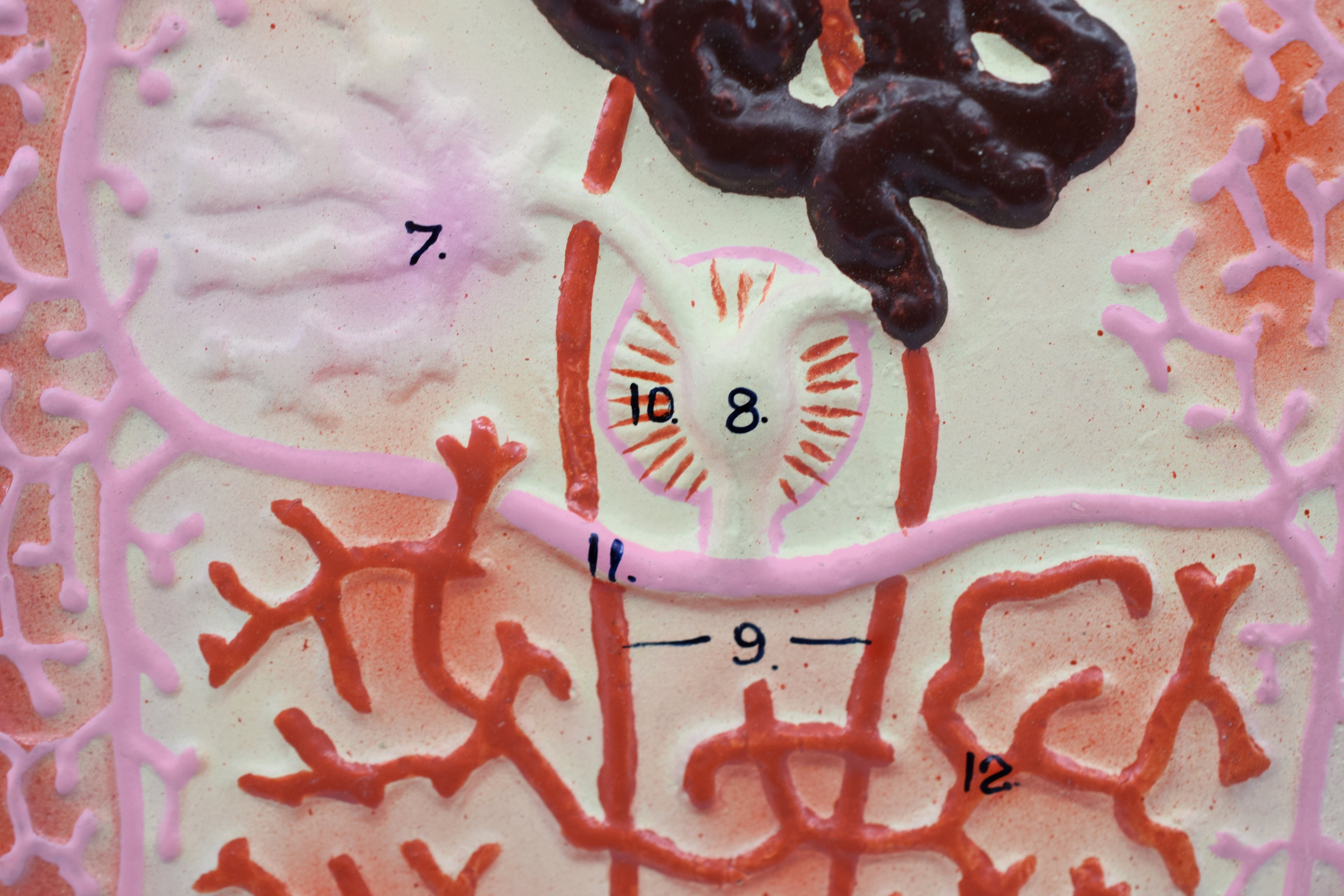 Hand-Painted Liver Fluke Worm Anatomical Model with Numbered Structures, 10 x 7 inch