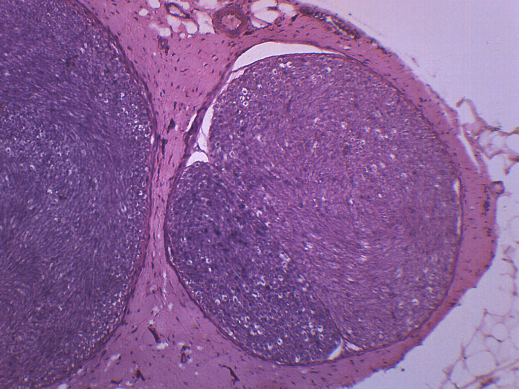 Peripheral Nerve (Mammal) Prepared Microscope Slide