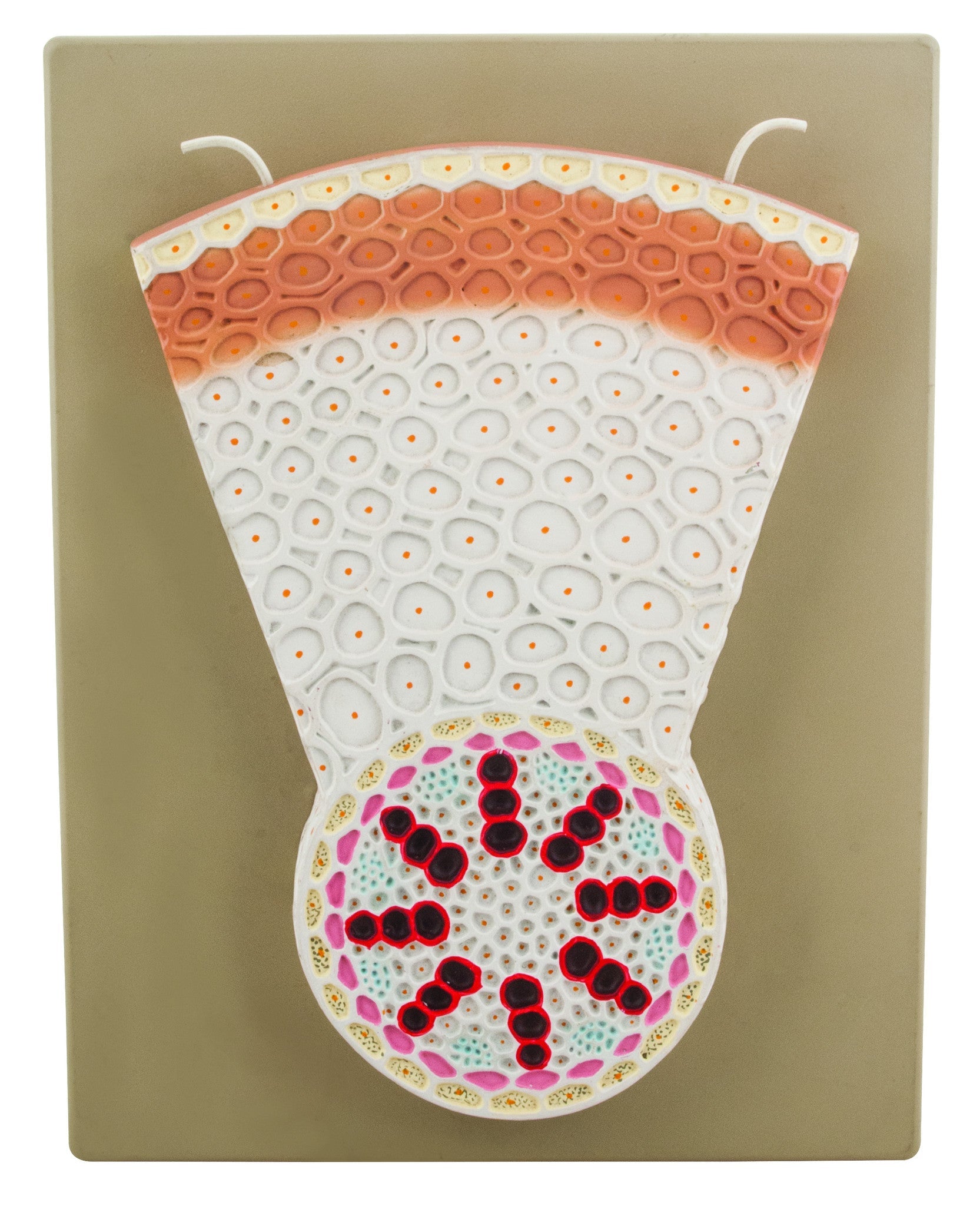 Monocot Root Transverse Section Model, Hand-Painted on Base