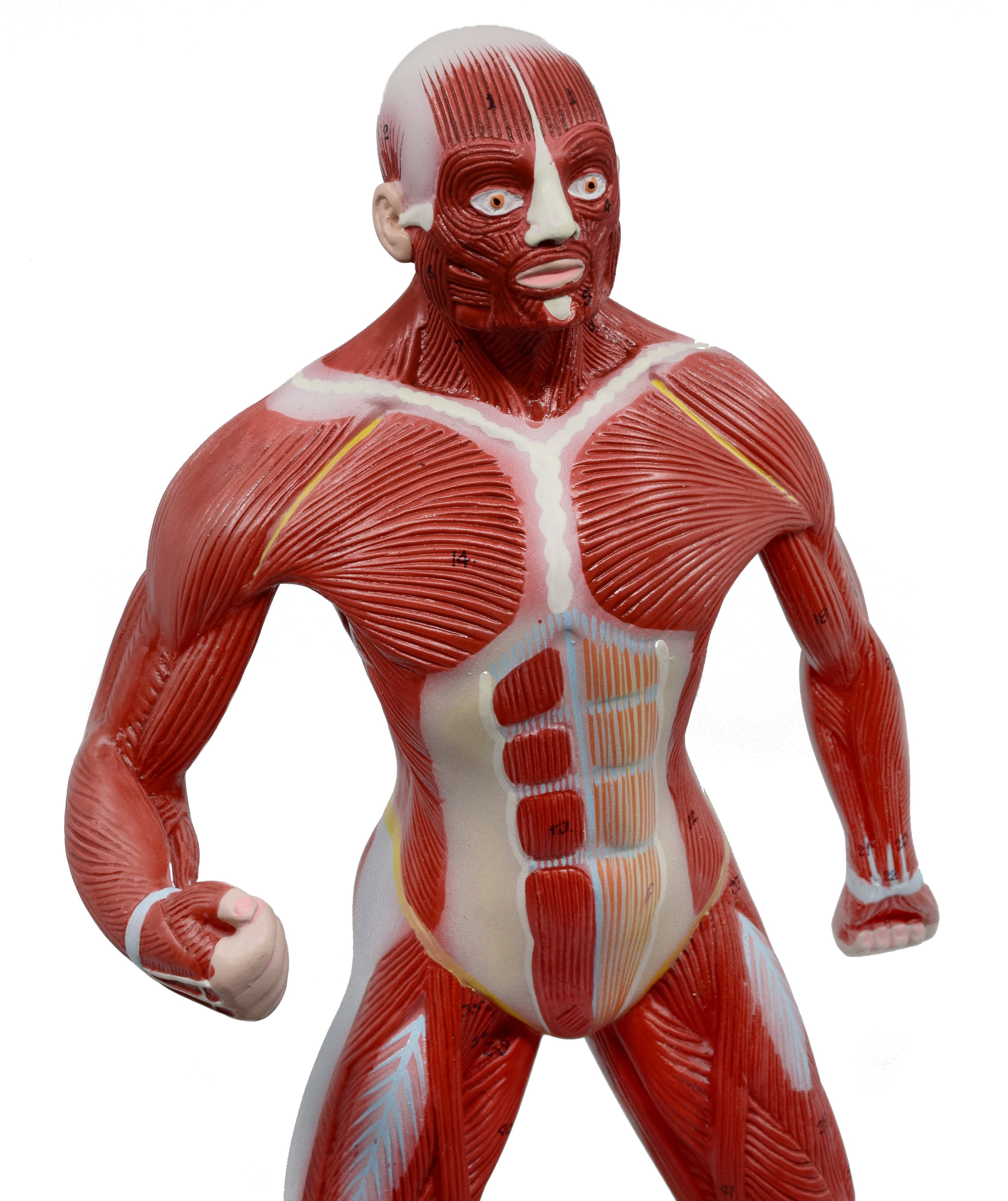 Human Muscular Body Anatomical Model, 1/4 Life Size, 18" Tall