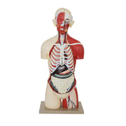 Life-Size Female Human Torso Model with Open Back, 35" Tall, 19-Part