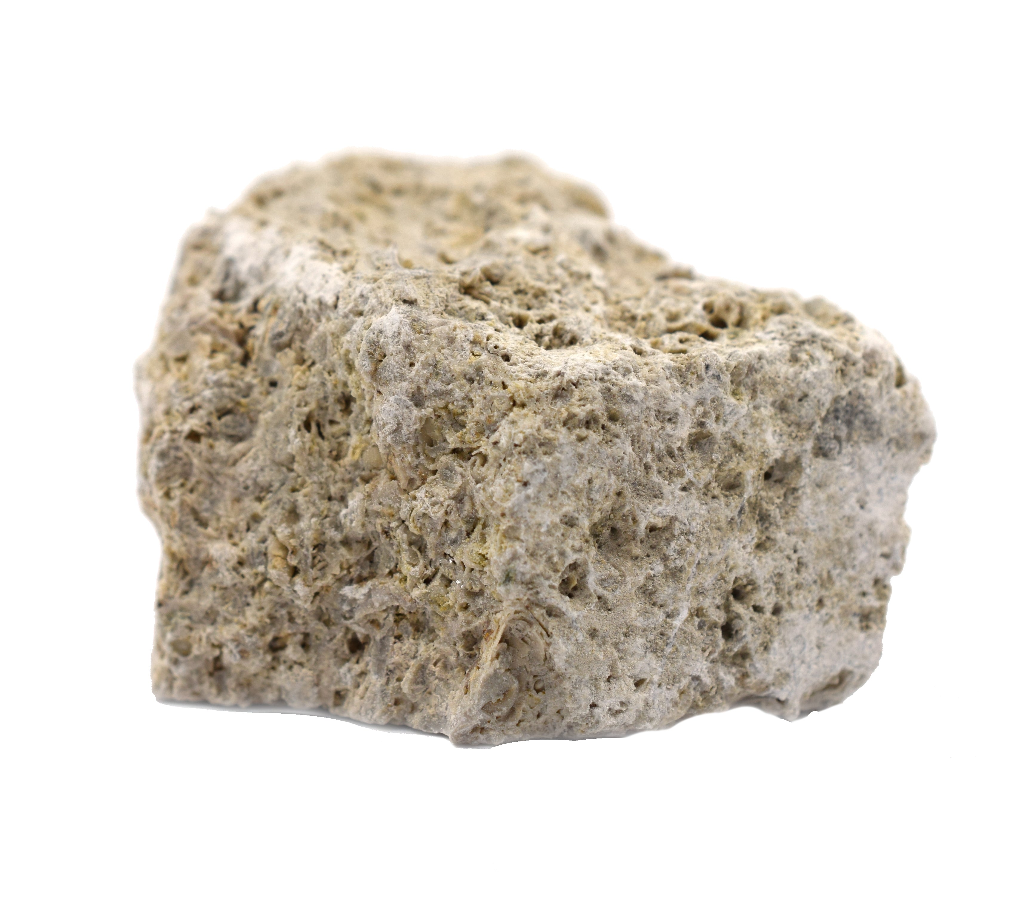 Fossiliferous Limestone Specimen