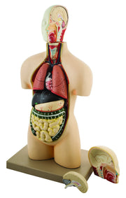 Half-Size Human Torso Model with 3-Part Dissectable Head, 11-Part