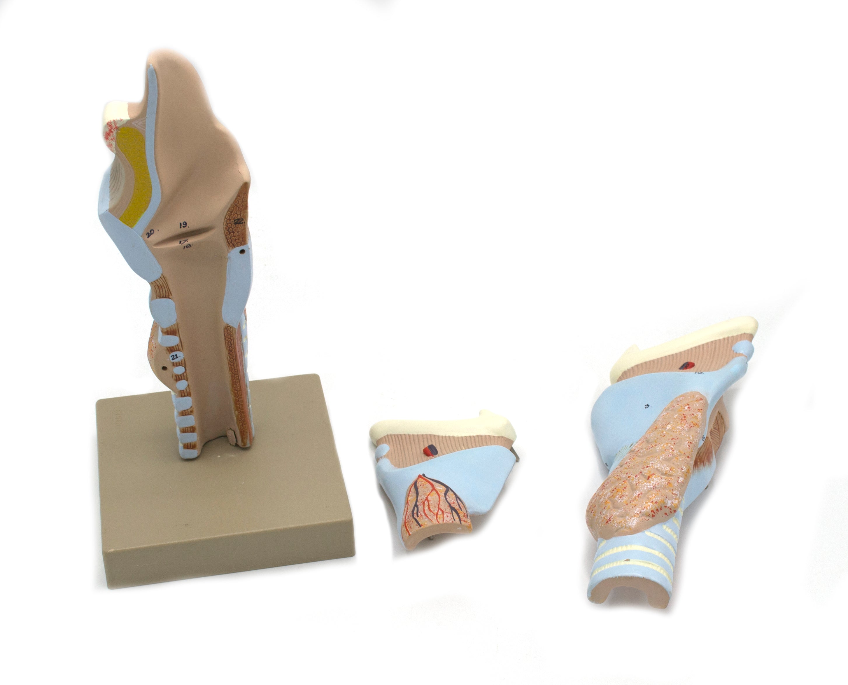 Human Larynx Model, Multi-Part